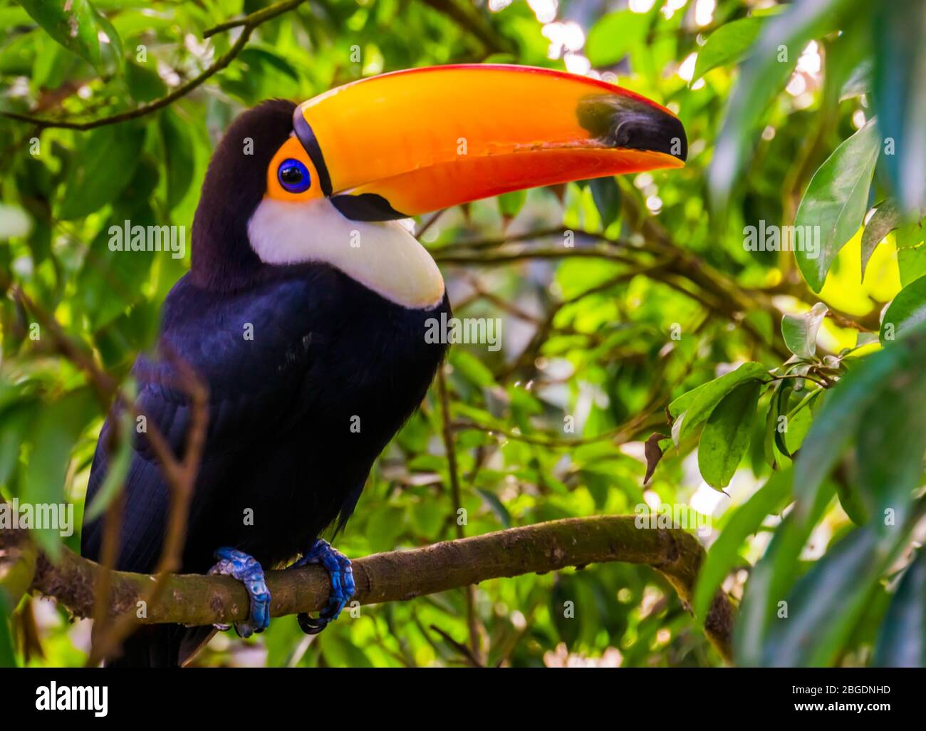 Schönes Porträt eines toco-Tukan sitzt in einem Baum, tropische Vogelarten aus Amerika Stockfoto