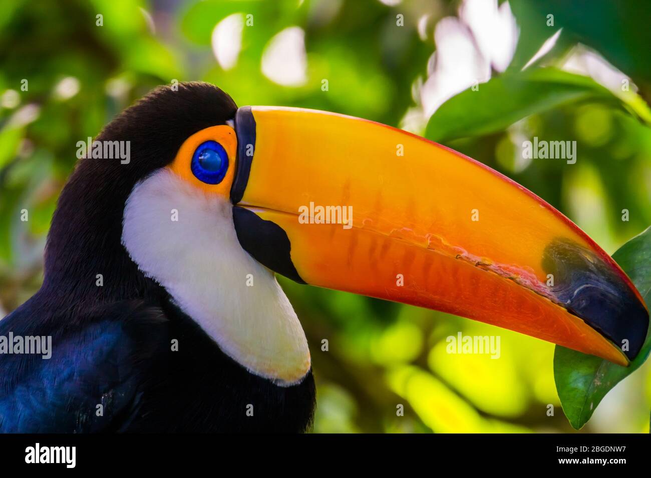 Porträt eines toco-Tukan mit seinem Gesicht in Nahaufnahme, schöne tropische Vogelarten aus Amerika Stockfoto