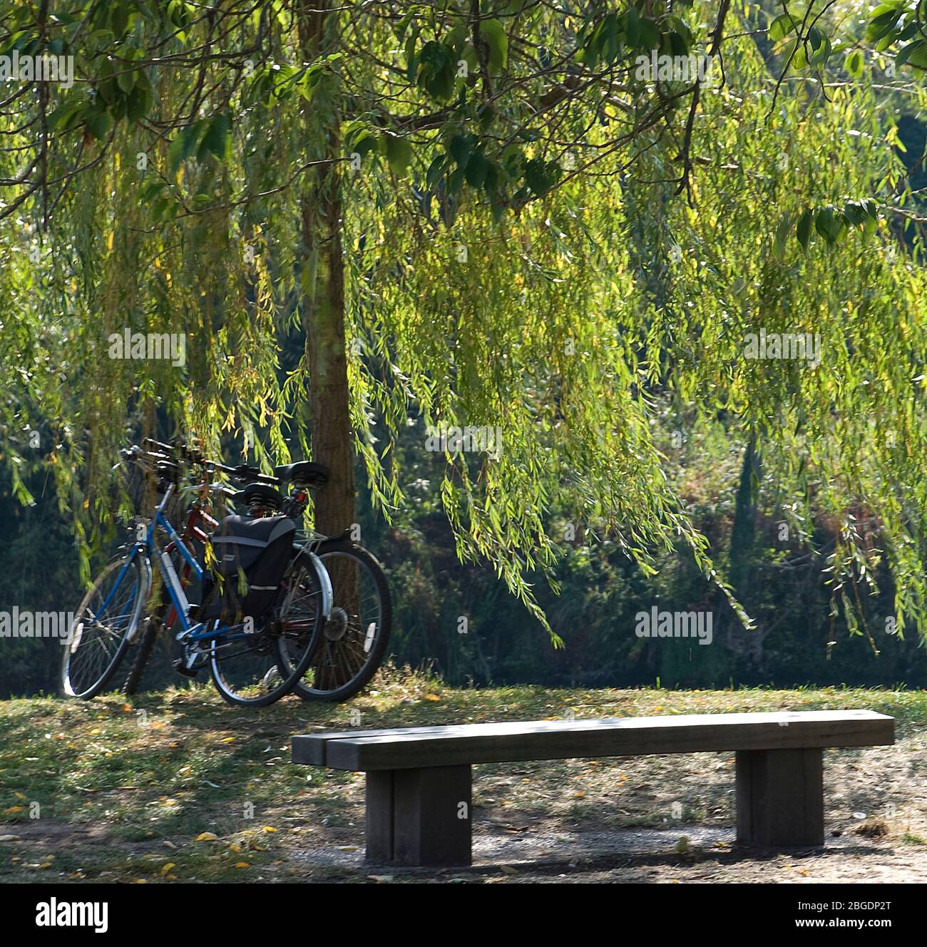 Zwei Zyklen mit Packtaschen, die zusammen an einem Weidenbaum mit einer Holzbank im Vordergrund ruhen Stockfoto