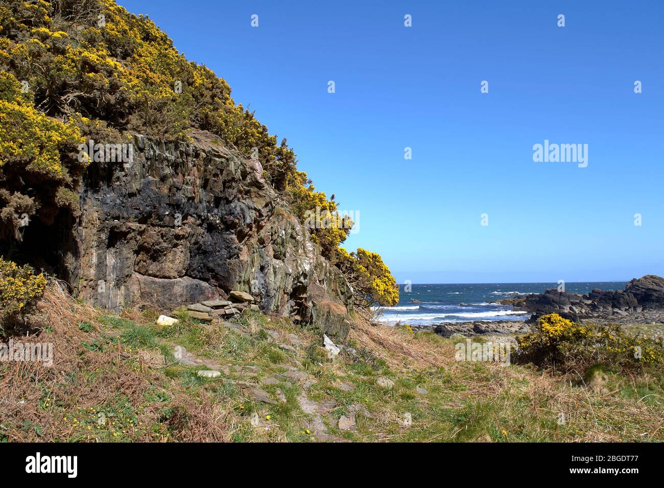 SUNNYSIDE BAY CULLEN MORAY FIRTH SCHOTTLAND CHARLIES HÖHLE, UMGEBEN VON GELBEN GORSE-BLUMEN Stockfoto