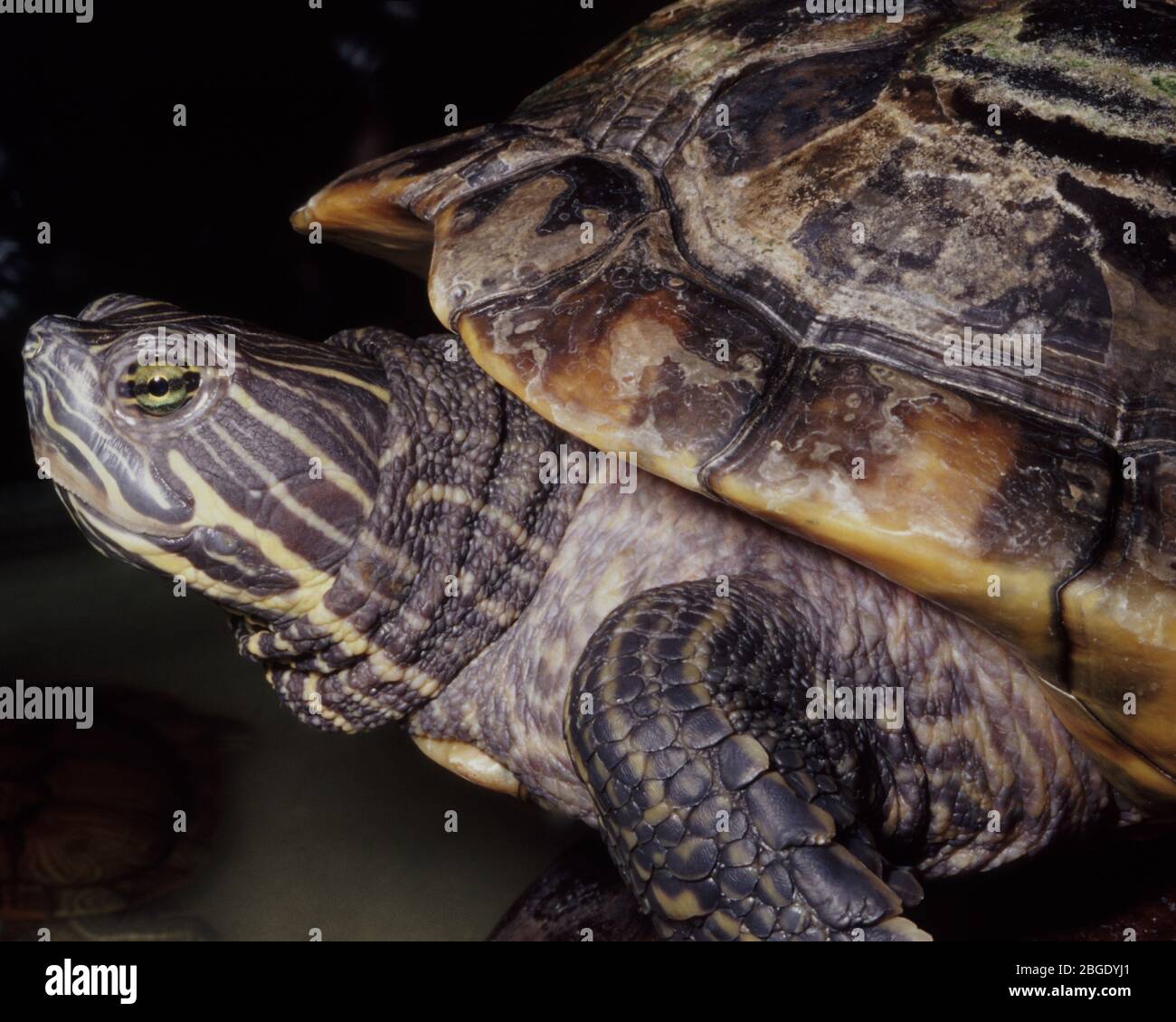 Pseudemys floridana Fotos und Bildmaterial in hoher Auflösung Alamy