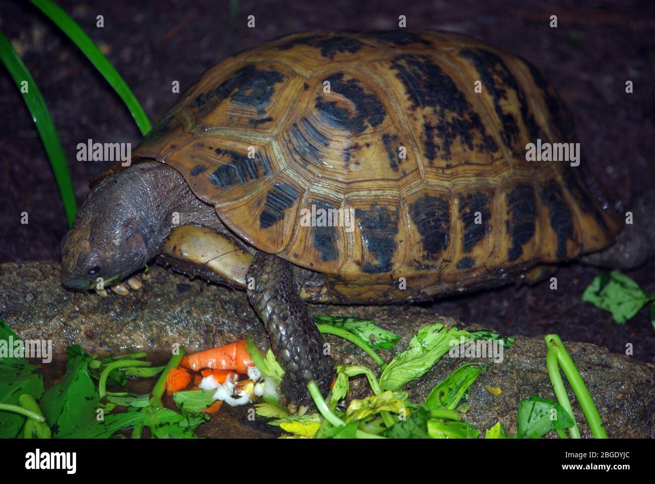 Längliche Schildkröte, Indotestudo elongata Stockfoto