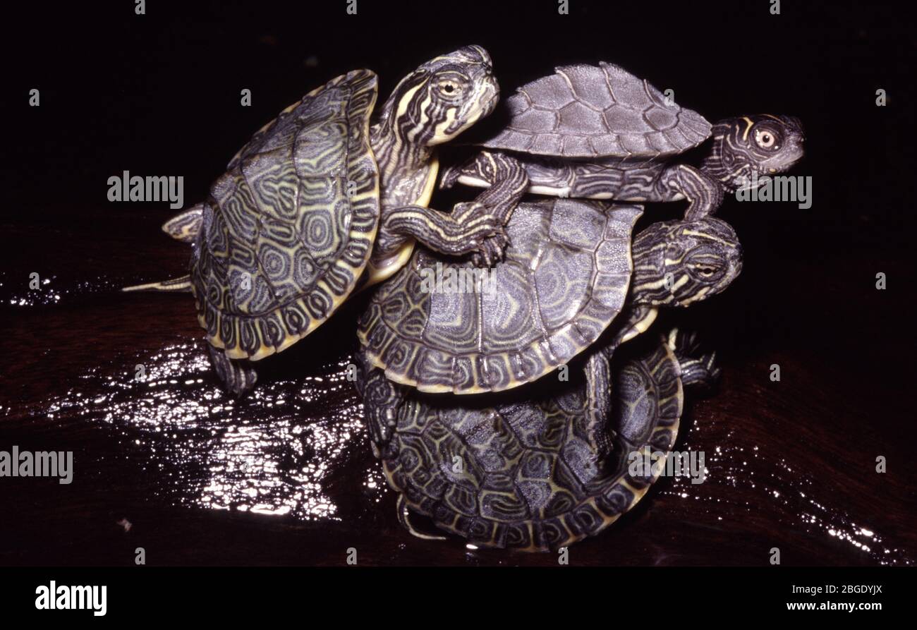 Babykarte Schildkröte (Graptemys kohnii) und Teich-Slider (Pseudemys concinna) Stockfoto