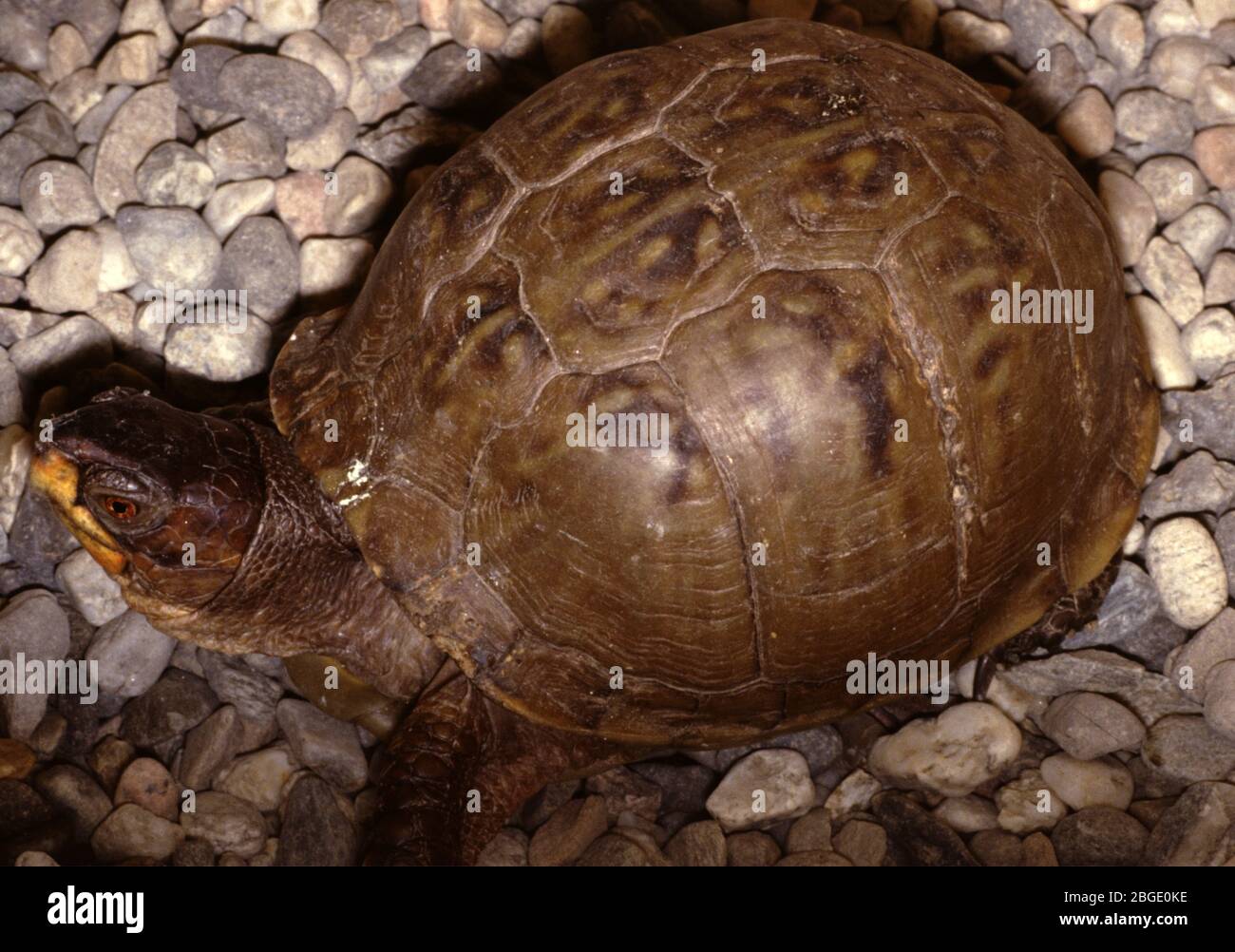 Gewöhnliche Kastenschildkröte (Terrapene carolina) Stockfoto