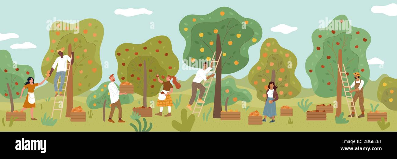Multirassische Menschen sammeln Obsternte im Sommergarten. Männer, Frauen, Bauern, die reife Äpfel pflücken. Stock Vektor