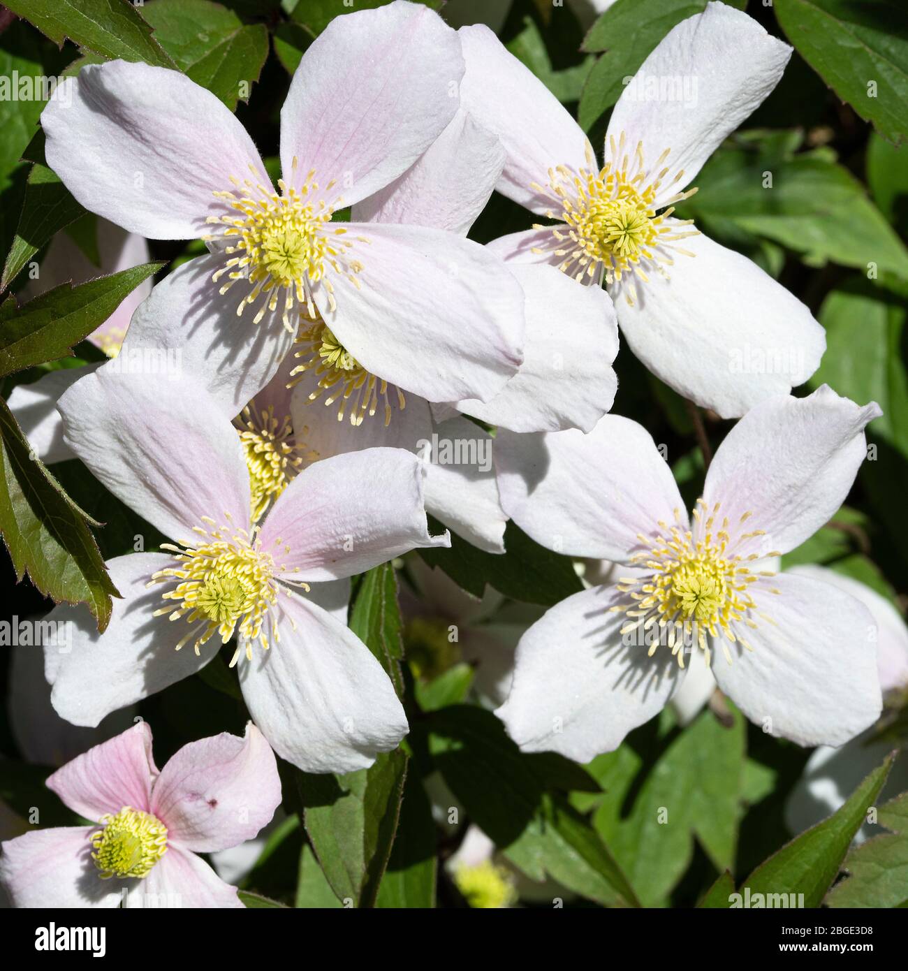 Clematis Blumen Rubens Montana in voller Blüte in einem Garten in Alsager Cheshire England Vereinigtes Königreich Großbritannien Stockfoto