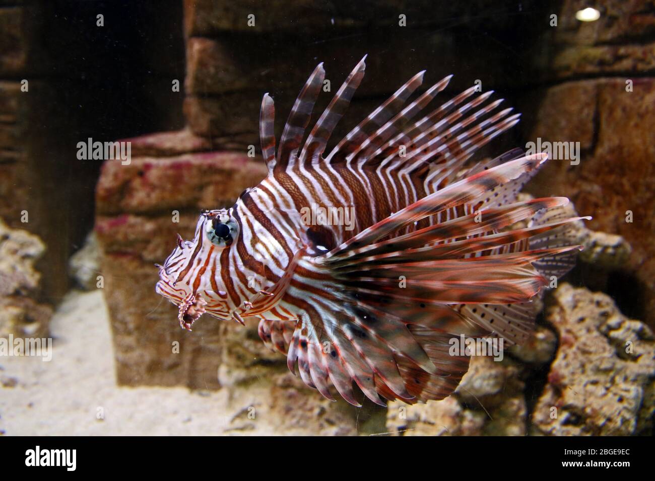Löwenfisch (Pterois) - Gefangener Tier im Aquarium. Gut zu essen, aber Stacheln sind giftig. Auch als Türkeifisch bekannt. Schmetterlingsjau. Federfelle. Stockfoto