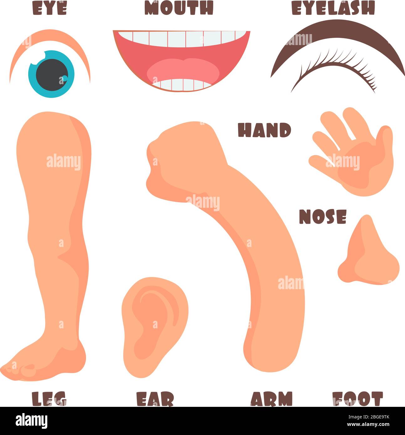 Cartoon Baby Körperteile mit englischen Vokabular Vektor-Set. Illustration des menschlichen Körpers Baby, Anatomie von Kindern Gesicht Stock Vektor