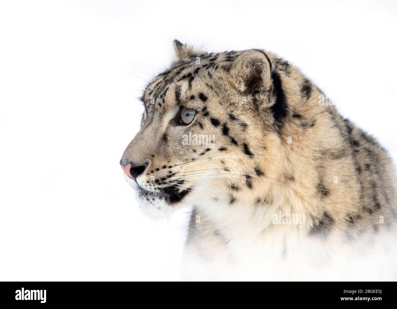 Schneeleopard (Panthera uncia) Porträt im Winter in Montana, USA Stockfoto