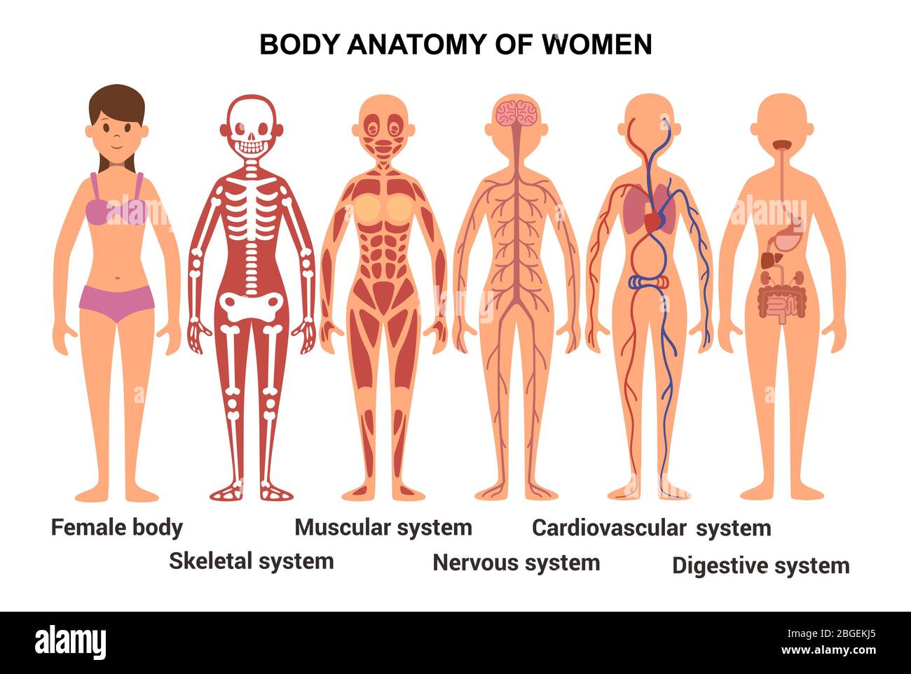 Anatomie des weiblichen Körpers. Anatomisches Poster. Skelett- und Muskelsystem, Nerven- und Kreislaufsystem, menschliches Verdauungssystem Stock Vektor