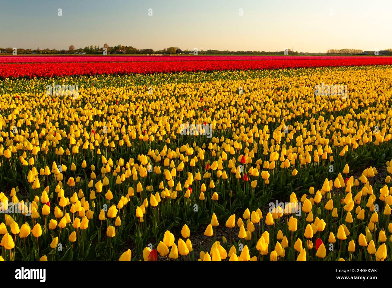 Tulpenfeld in besonders gelben und roten Farben, fotografiert am frühen Morgen, Limmen, Niederlande Stockfoto