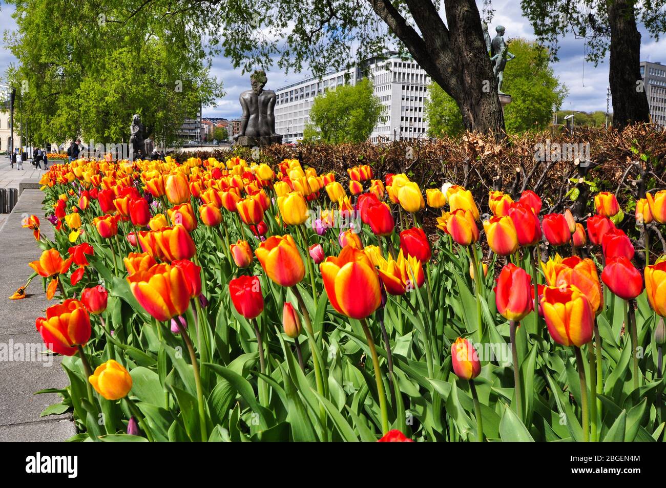 Tulpen in Blüte, Oslo, Norwegen Stockfoto