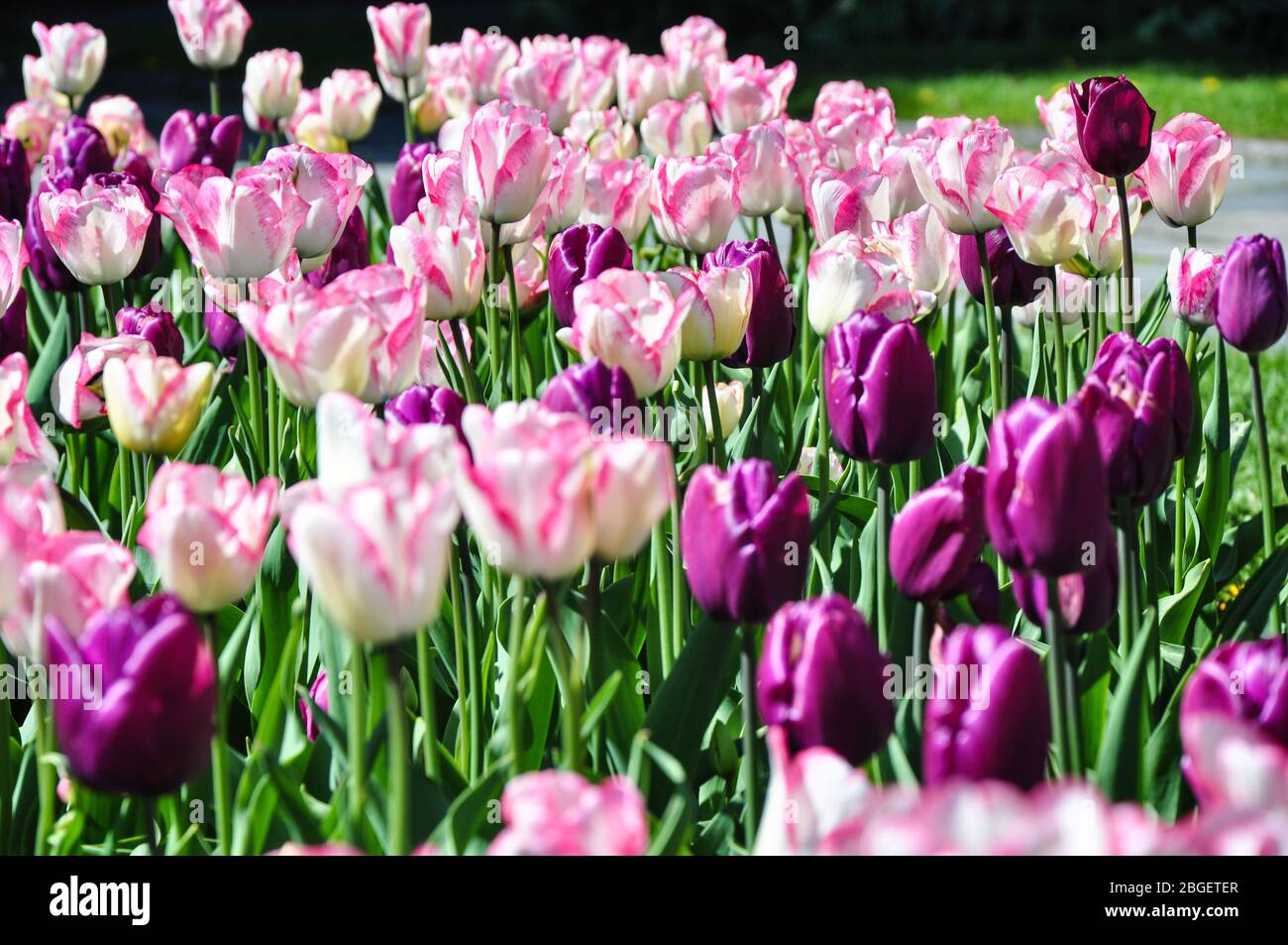 Tulpen in Blüte im Vigeland Park, Oslo, Norwegen Stockfoto