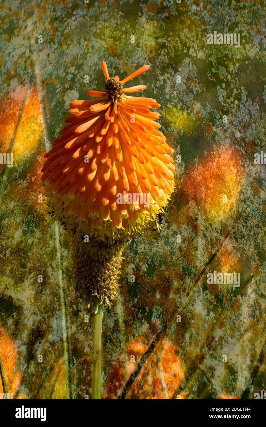 Die Red Hot Poker Blume, die große Exemplare von gelb bis rot und grün produziert. In Afrika beheimatet Stockfoto