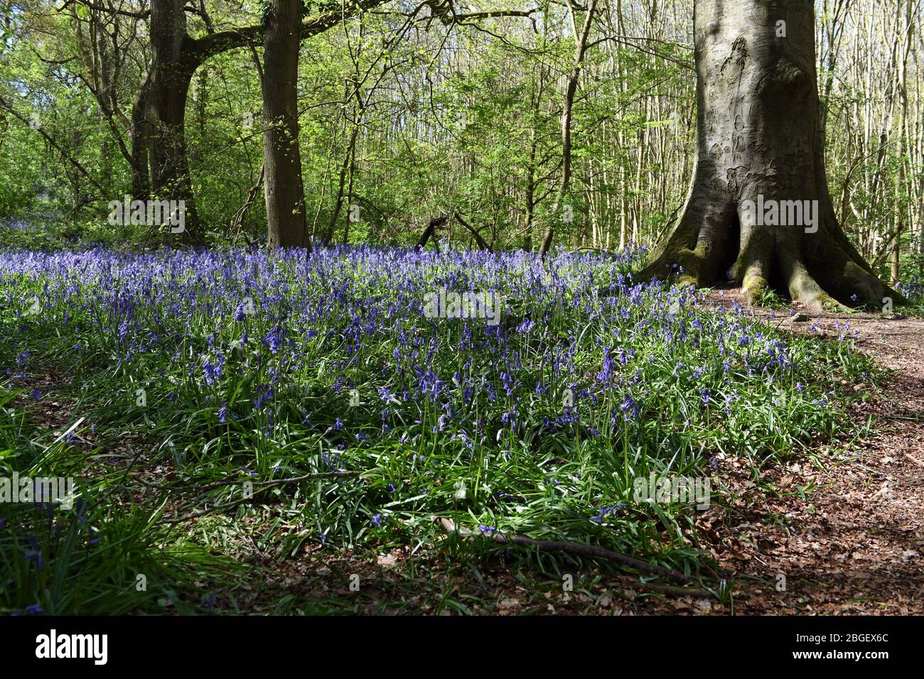 Ein Teil der Blaubellen im Wald in Leighton Buzzard Bedfordshire, Großbritannien Stockfoto