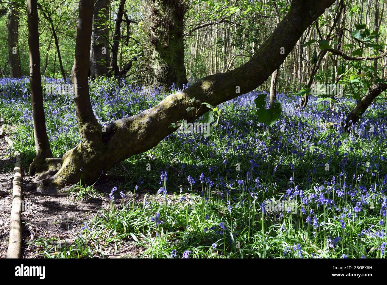 Ein Teil der Blaubellen im Wald in Leighton Buzzard Bedfordshire, Großbritannien Stockfoto