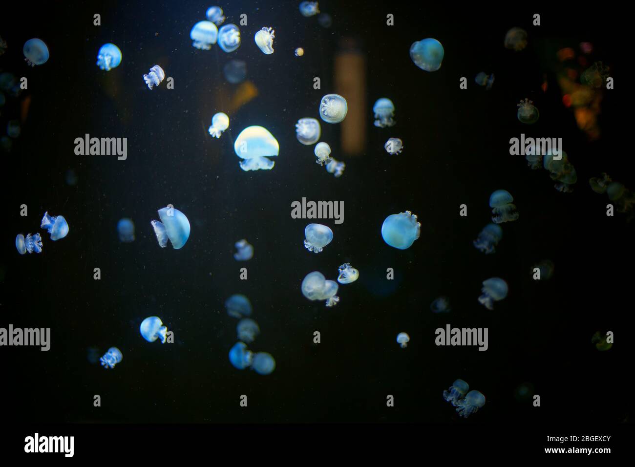 Hypnotisches Bild mit Quallen in dunklem Wasser Stockfoto
