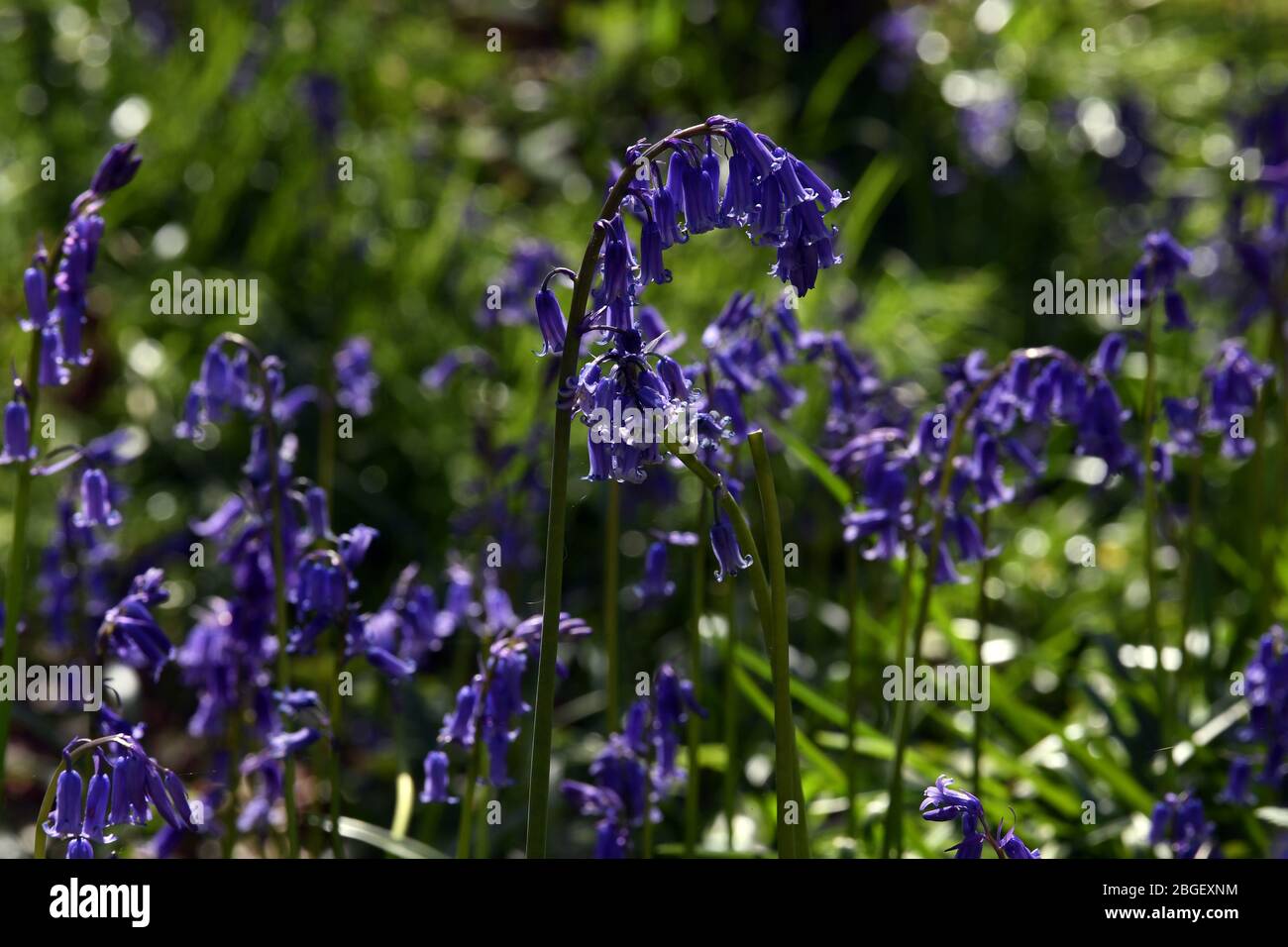 Ein Teil der Blaubellen im Wald in Leighton Buzzard Bedfordshire, Großbritannien Stockfoto