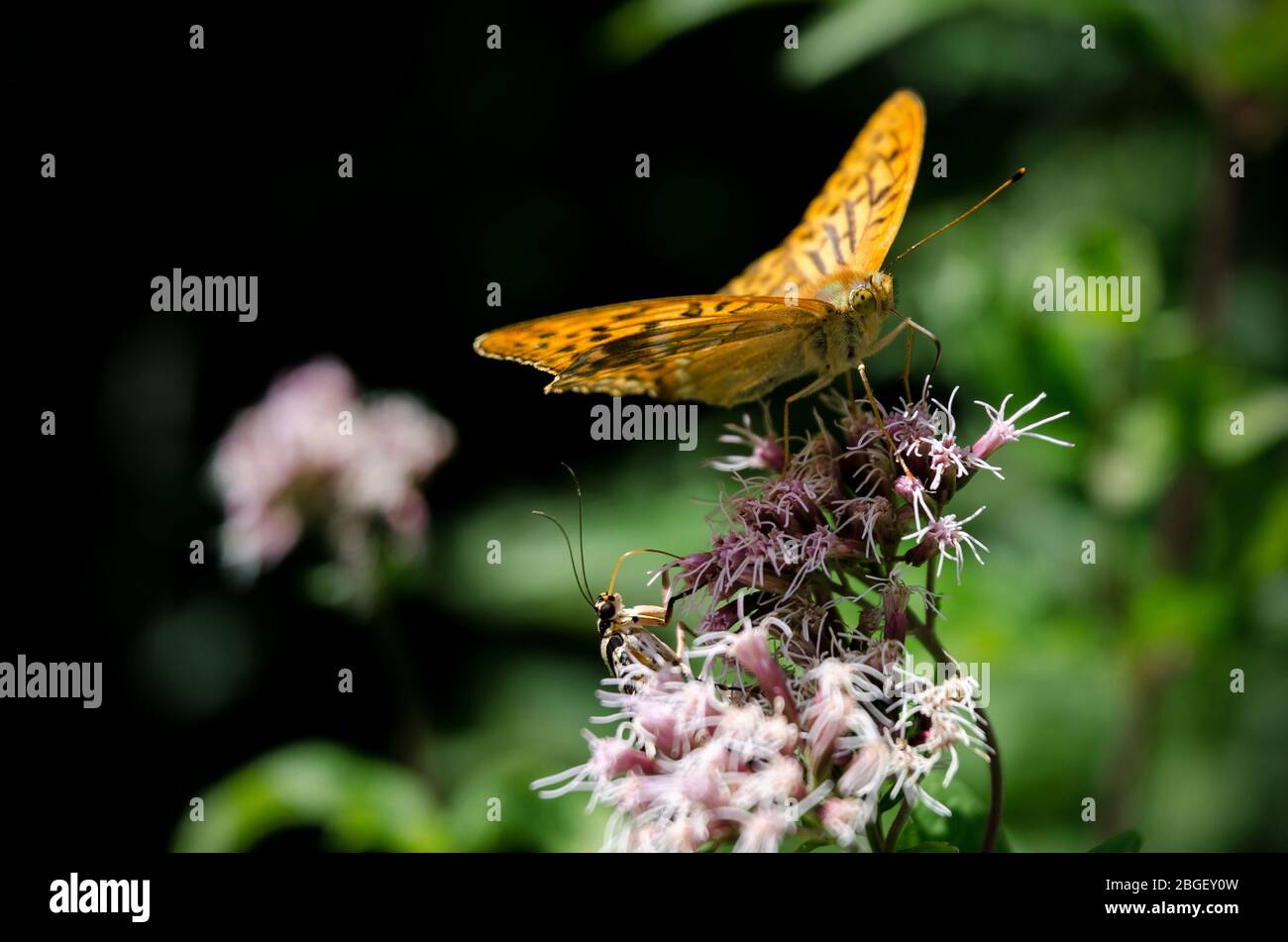 Orangefarbener Schmetterling auf einer Blume, silbergewaschenen Fritillary (argynnis paphia) der Nymphalidae Familie Stockfoto