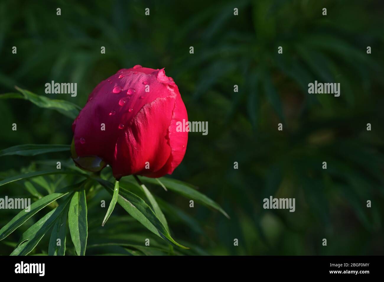 Rote wilde Pfingstrose Blumen in EINEM Garten in EINEM Frühling Stockfoto