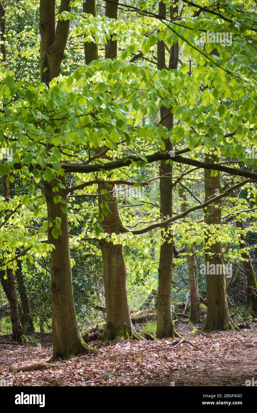 Buchenwald mit leuchtend grünen Frühlingsblättern auf Newtown Common, Burghclere, Hampshire, England, Vereinigtes Königreich, Europa Stockfoto
