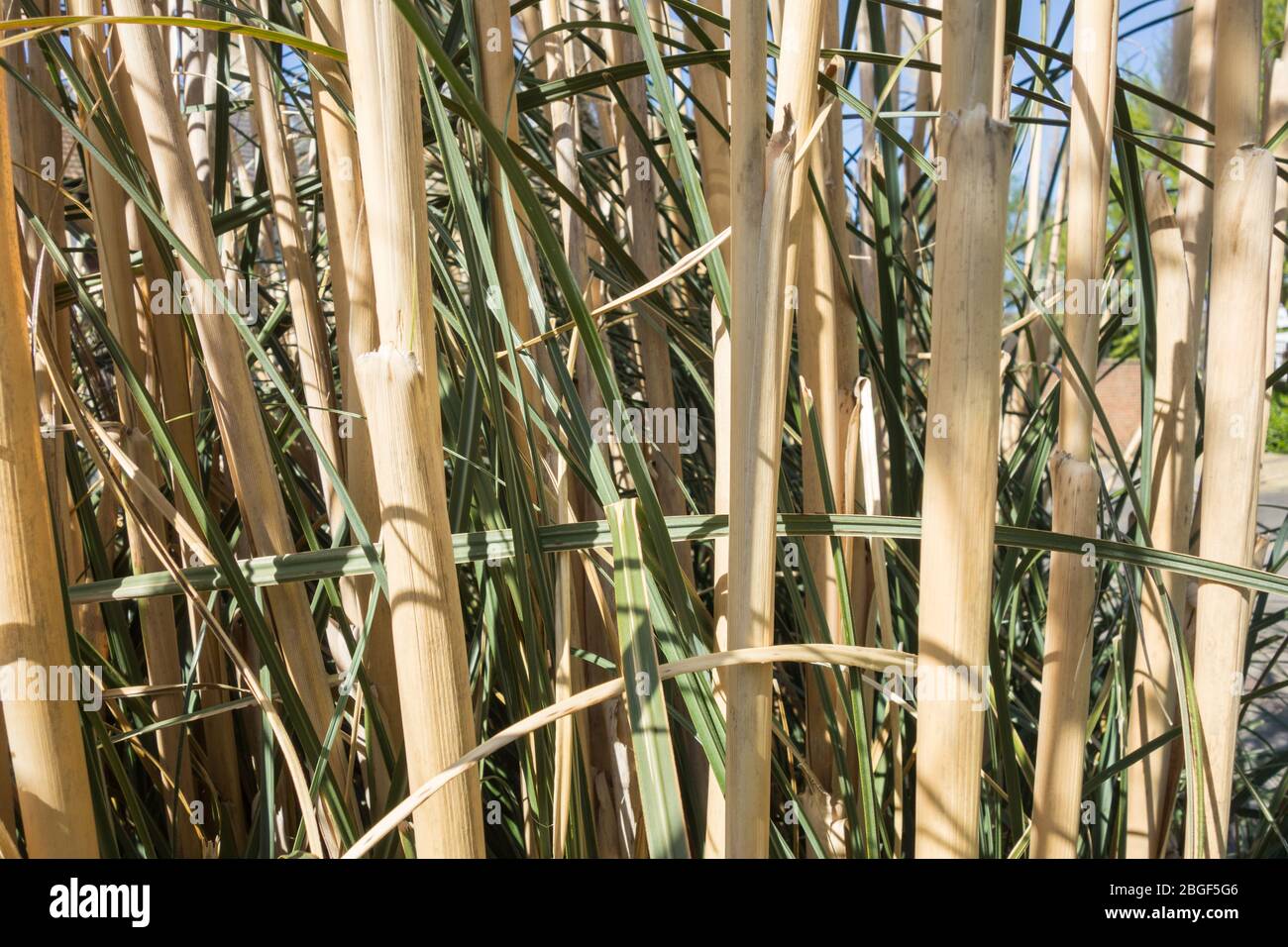 Halme von Pampas Gras (Cortaderia selloana) Stockfoto