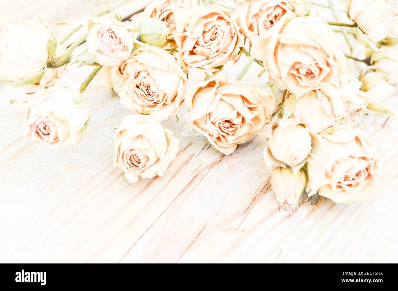 Verwelkte Rose auf Holzhintergrund. Abstrakter Feiertagsrahmen mit getrockneten Rosen auf alten Holzplatten Stockfoto