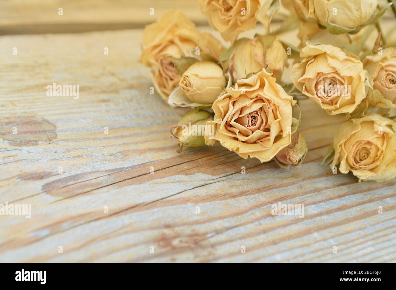 Abstrakter Feiertagsrahmen mit getrockneten Rosen auf alten Holzplatten. Stockfoto