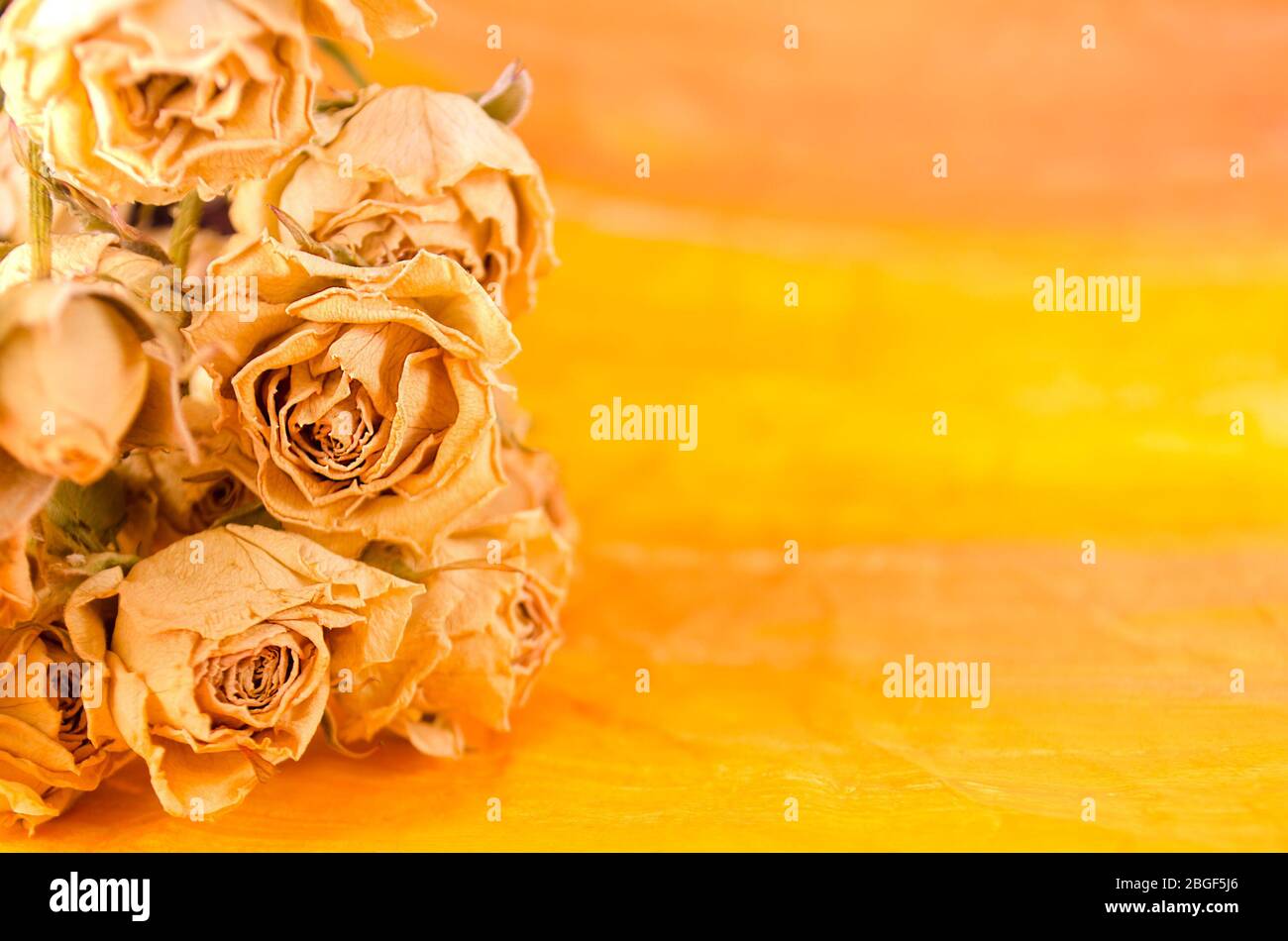 Getrocknete gelbe Rosen liegen auf gelbem Grund. Kopierbereich Stockfoto