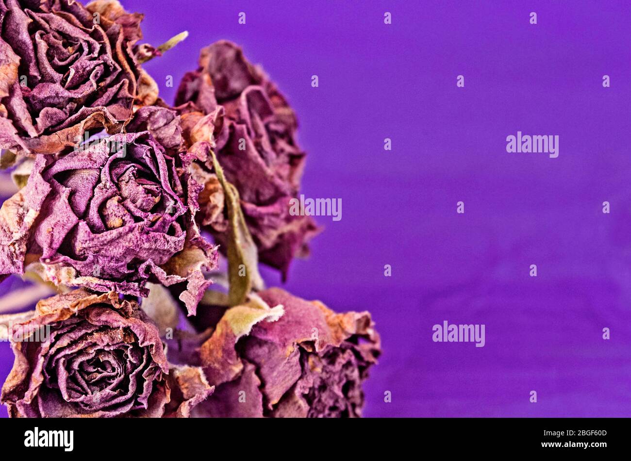 Schöner Vintage-Hintergrund trockener violetter Blumen Stockfoto