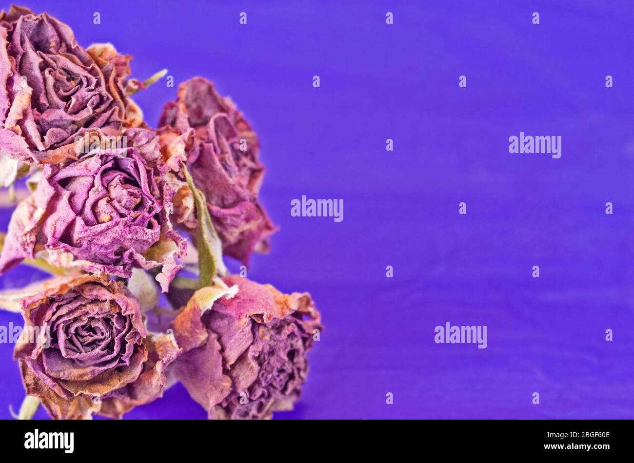 Verdorrte Rose auf violettem Hintergrund. Alte getrocknete Rosen Stockfoto