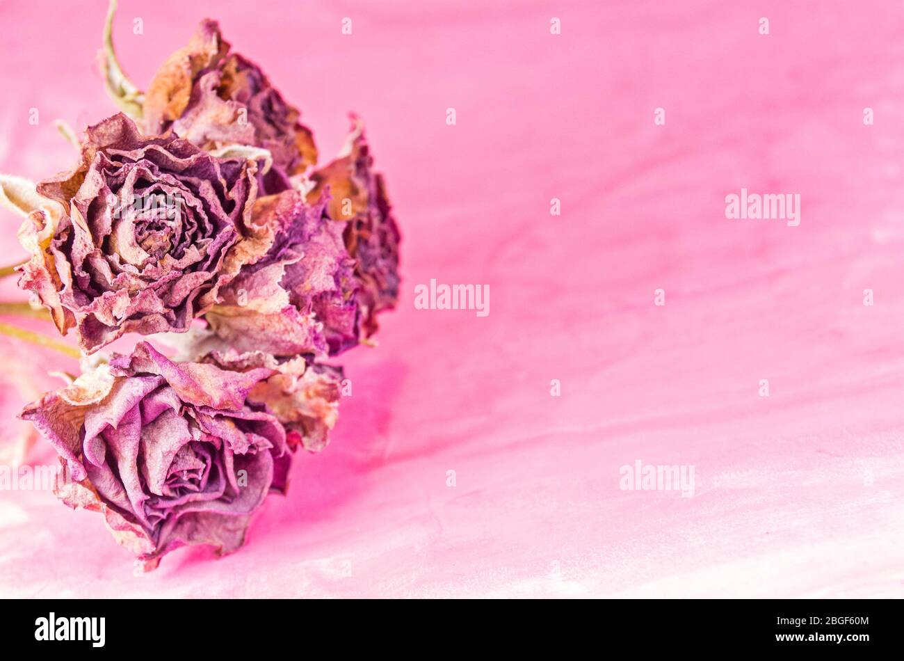 Verwelkte Rose auf pinkfarbenem Hintergrund. Alte getrocknete Rosen Stockfoto