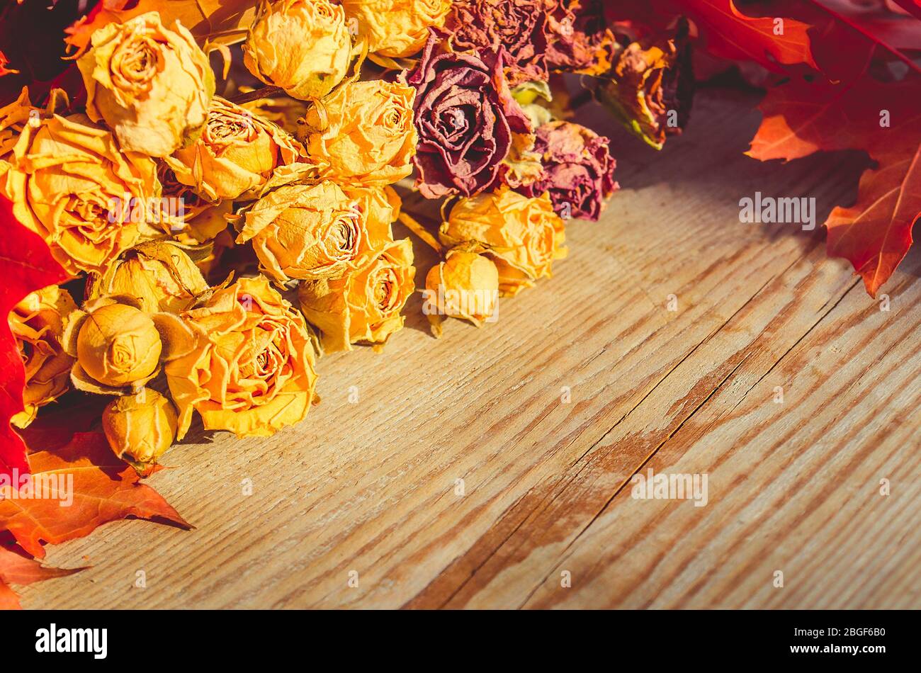 Getrocknete gelbe Rosen liegen auf rustikalem Holzhintergrund. Kopierbereich Stockfoto