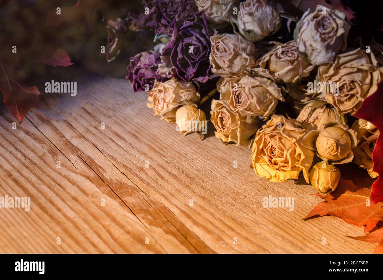Getrocknete gelbe Rosen liegen auf rustikalem Holzhintergrund Stockfoto