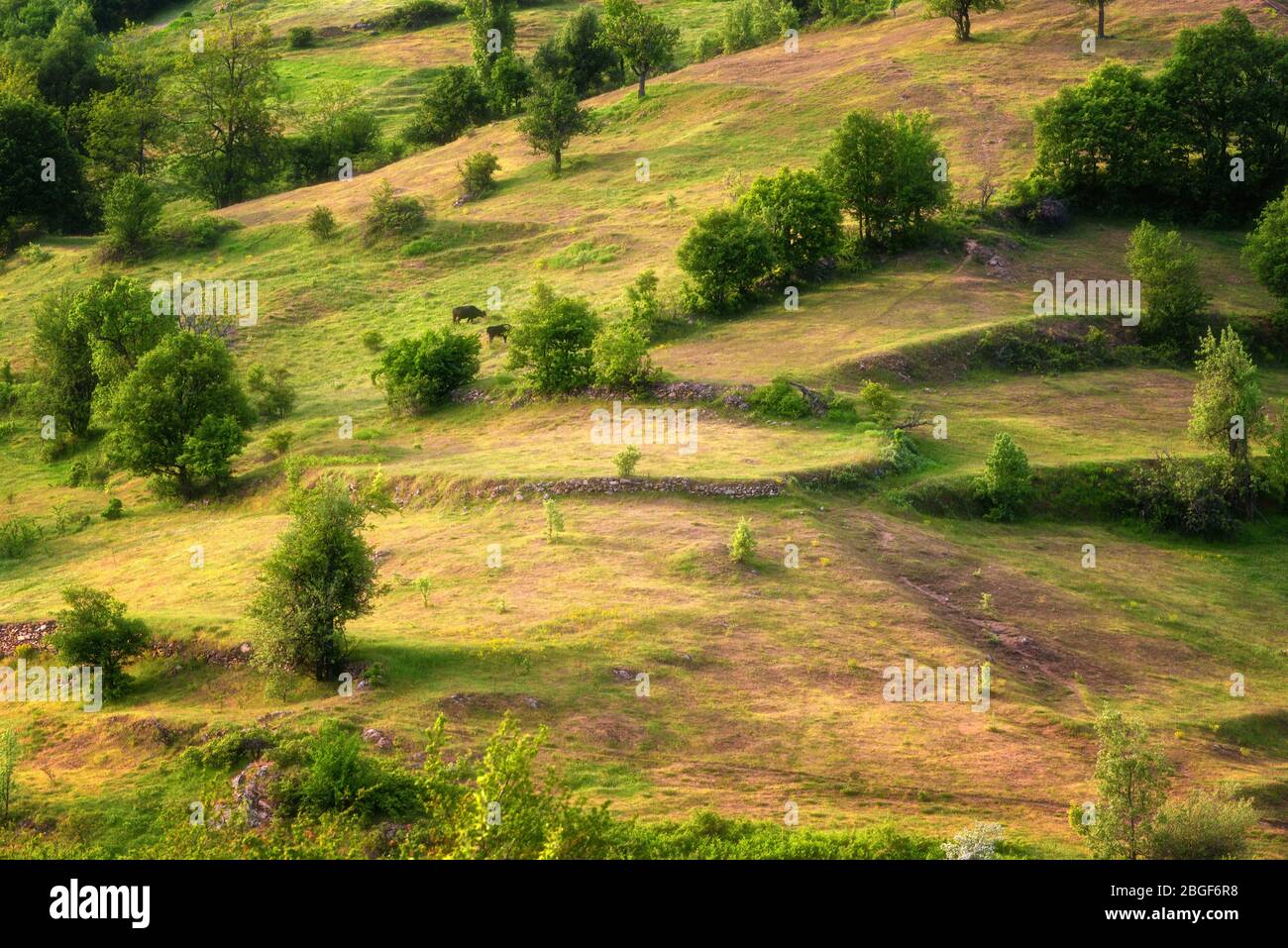 Der Frühling kommt... Erstaunliche Frühling Blick mit einem kleinen Dorf in Rhodopi Gebirge, Bulgarien. Herrliche Landschaft, grüne Felder, kleine Häuser. Stockfoto