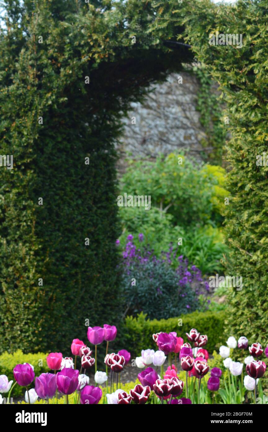 Gewölbte Hecke mit einem violetten Tulpenweg in England Stockfoto