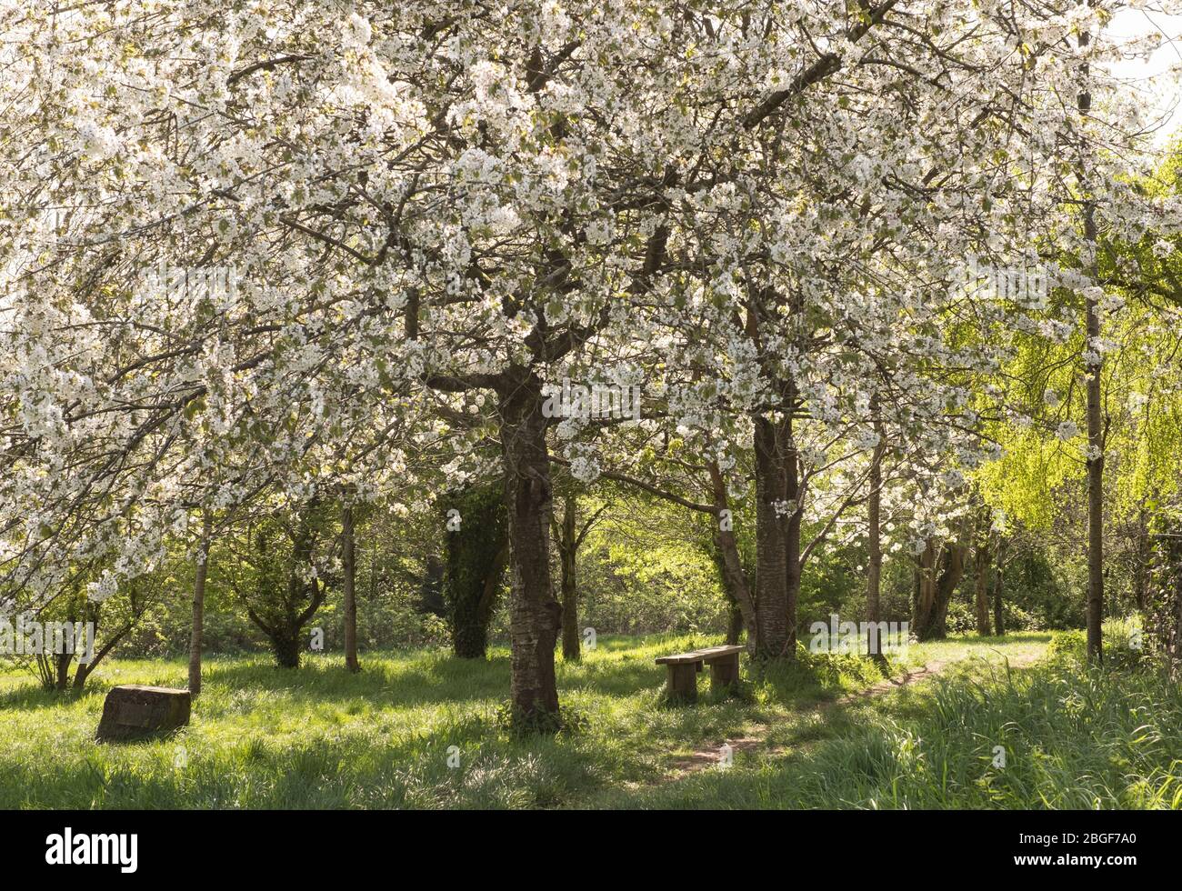 Frühlingsblüte im Old Sneed Park Nature Reserve, Bristol Stockfoto