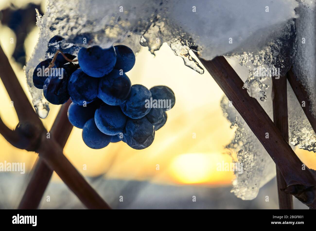 Barolo (Langhe: Piemont, Italien): Winteruntergang in den Weinbergen mit den letzten kleinen Trauben des Jahres, die nach der Lese gewachsen sind Stockfoto