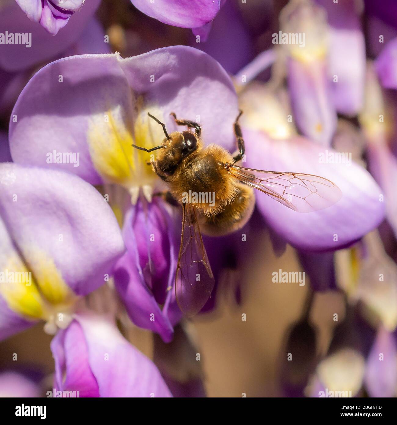 Honigbiene, die Nektar von lila Glyzinie sinensis sammelt, die im April, Hampshire, England, UK blüht Stockfoto