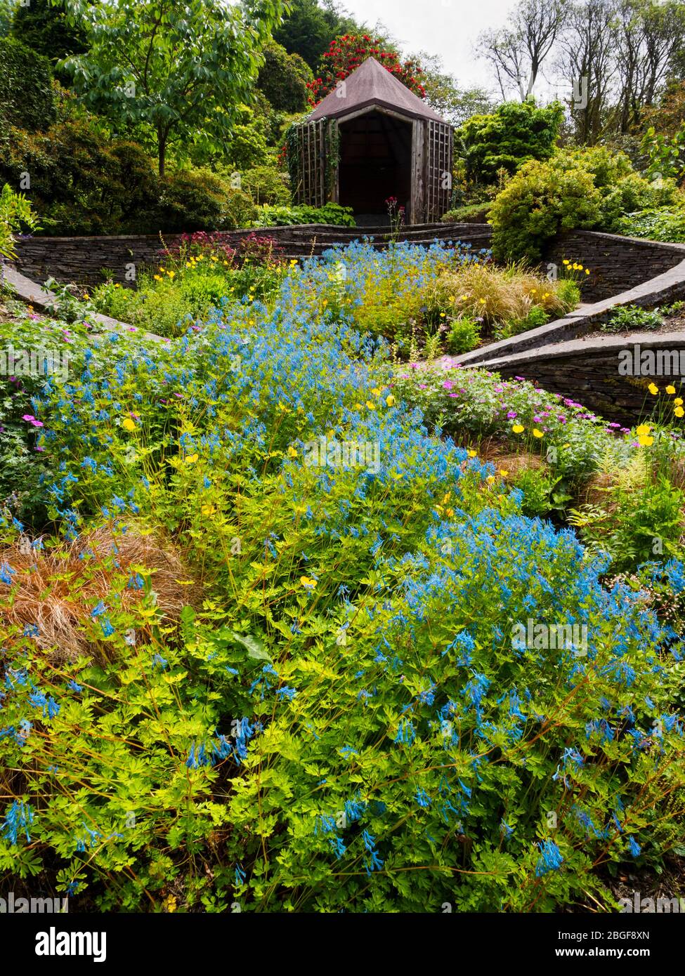 Corydalis 'Tory MP' schafft einen blauen Fluss, der den Garten der Ovale im Gartenhaus aufgeht Stockfoto