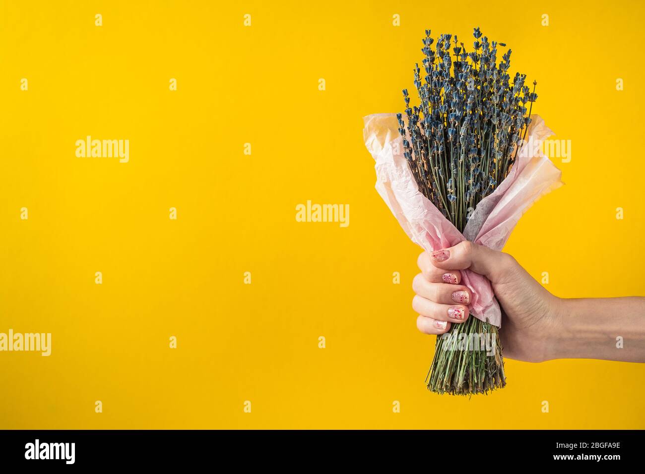 Florist Hand halten Lavendel Bündel auf bunten Hintergrund. Stockfoto