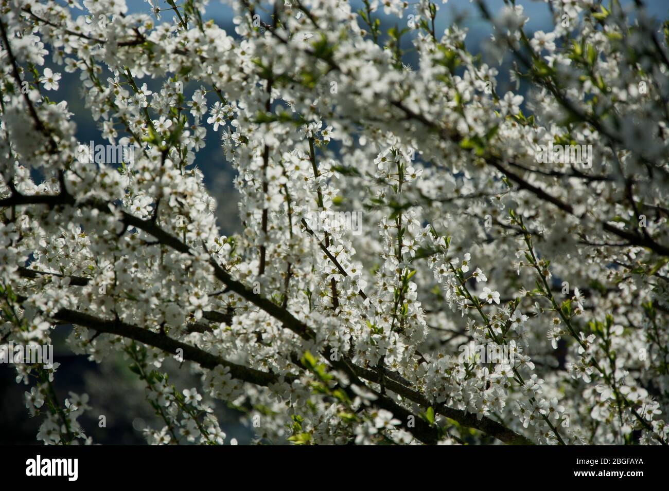 Blühender Damassine-Baum (Zuckerpflaume) in der Region Basel Stockfoto