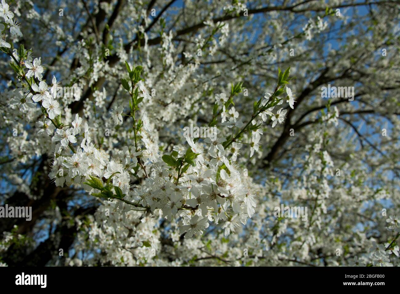 Blühender Damassine-Baum (Zuckerpflaume) in der Region Basel Stockfoto