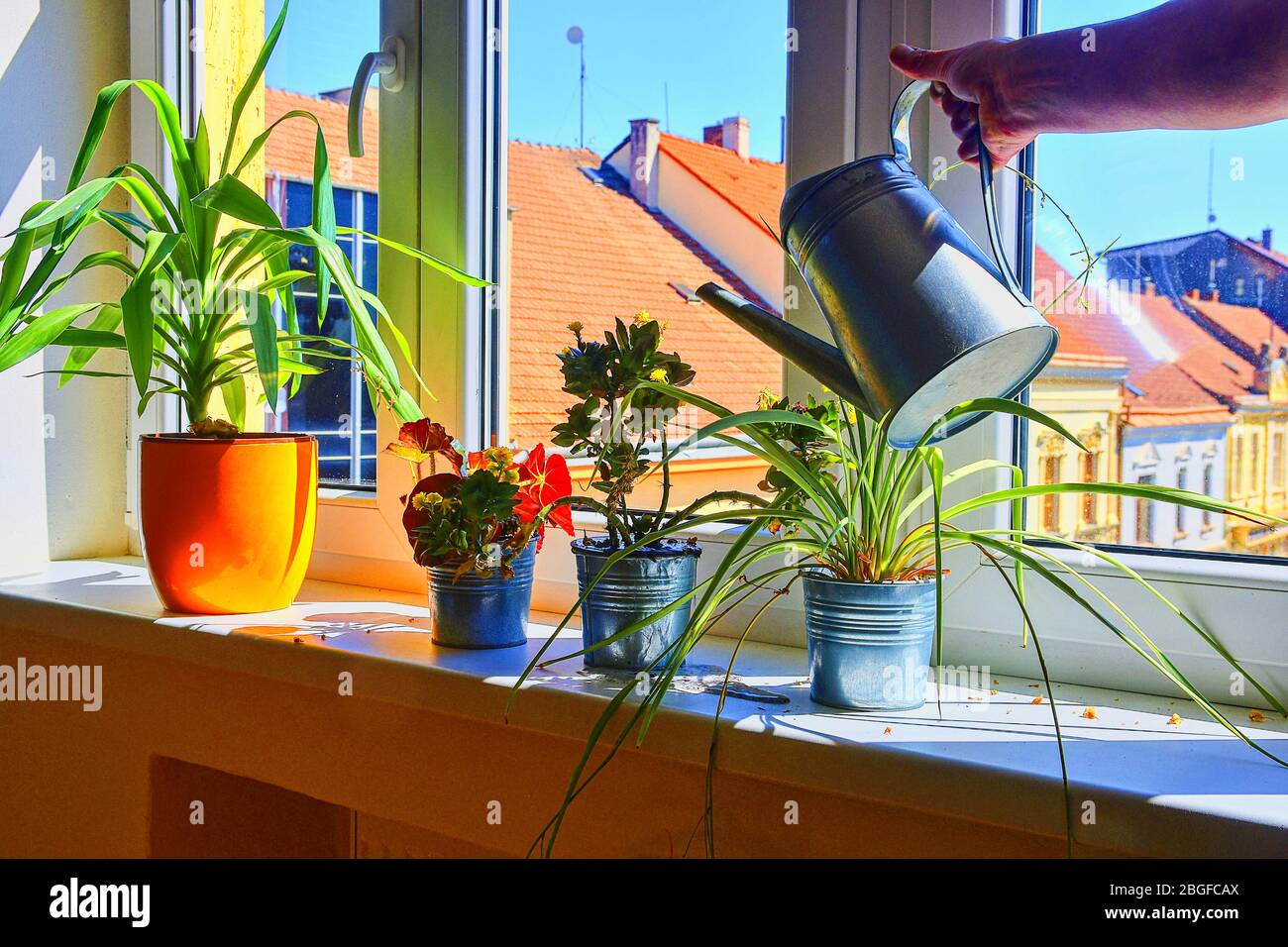 Hand Mit Wasser Kann Bewasserung Indoor Pflanzen Auf Fensterbank Gartenarbeit Liebe Zu Pflanzen Im Haus Bewasserung Von Hauspflanzen Mit Einer Giesskanne Blumen Stockfotografie Alamy