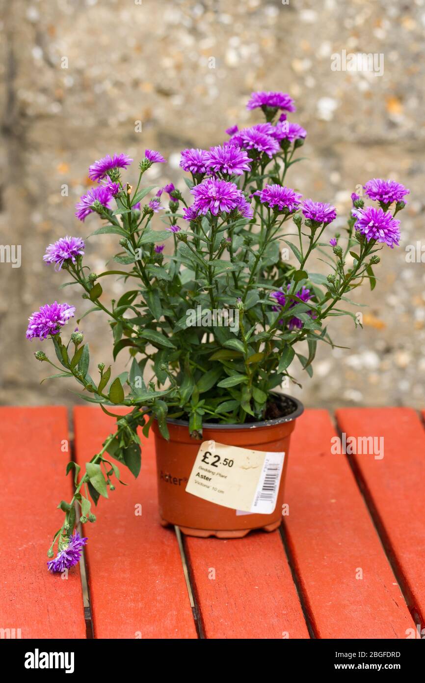 Aster victoria blühende Beet Pflanze in einem Topf Stockfoto