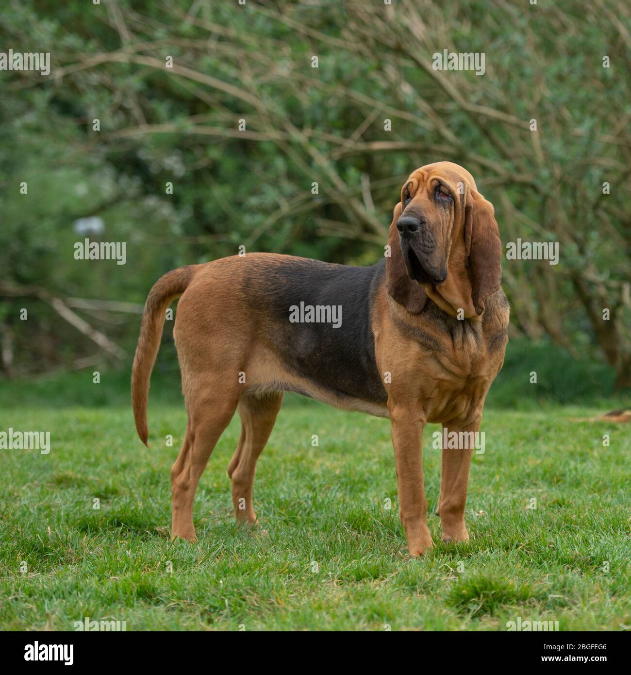 bloodhound, Hund Stockfoto