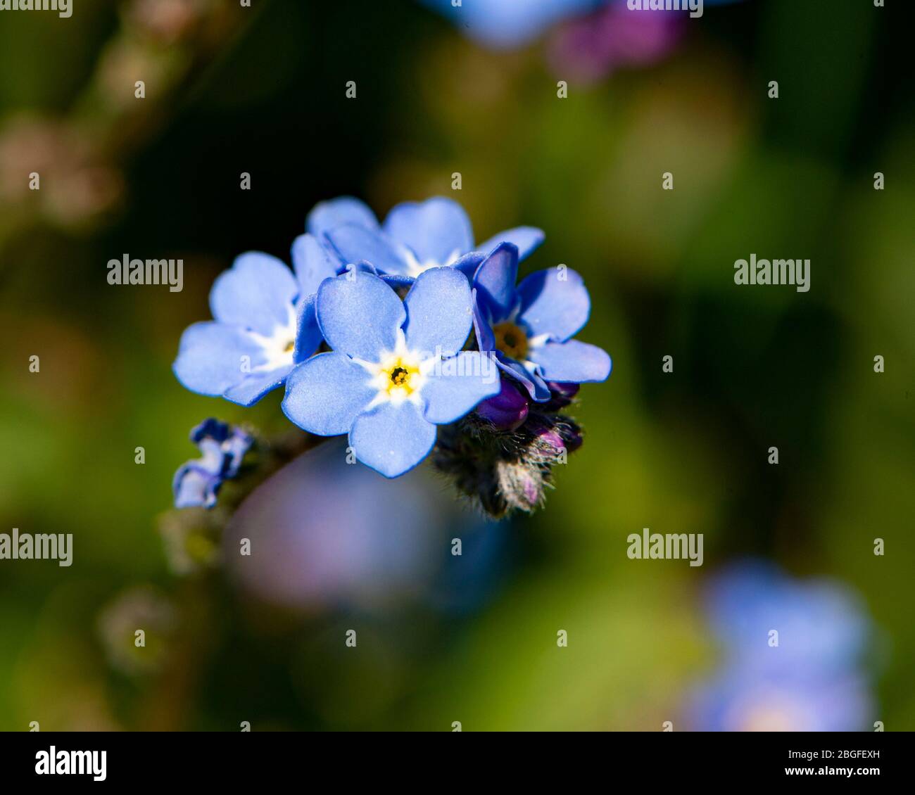 Vergiss mich nicht Blume, Myosotis scorpioides Stockfoto