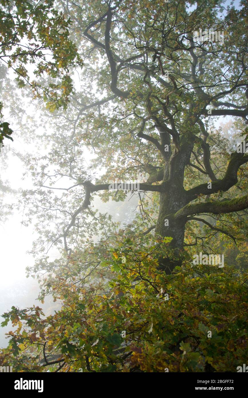 Mächtige Eichen im Herbstkleid im Baselbieter Jura, Schweiz Stockfoto
