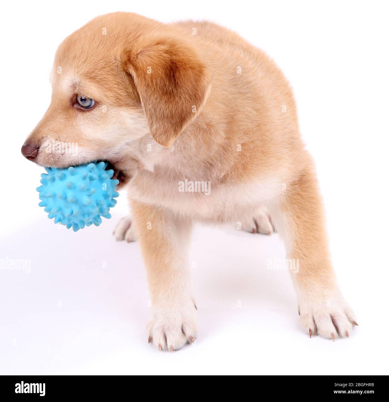 Kleine Susse Golden Retriever Welpen Isoliert Auf Weiss Stockfotografie Alamy
