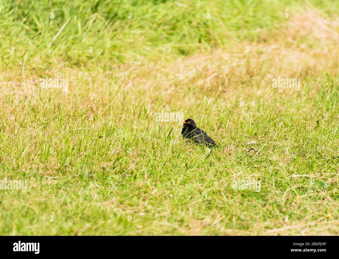 Männchen Schwarzvogel (Turdus merula) Sonne Baden in Wiese. Herefordshire Juli 2019 Stockfoto